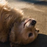 Owner Tries To Work Under The Car But The Dog Has Other Plans