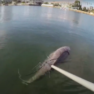 Police Officer Spots Dolphin Caught In Fishing Net & Works Quickly To Save Him