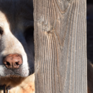 Police Officer’s Dogs Can’t Wait To See Their Elderly Neighbor Every Day