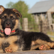 Police Rescue German Shepherd Puppy Trapped In Pipe