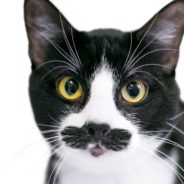 Rescue Cat With Spectacular Mustache Looks Like Groucho Marx