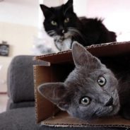 Rescue Cats Go Viral After Adorably Occupying Owners’ Boxed Blender