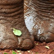 Rescue Elephants Receive Weekly Pedicures At Tennessee Sanctuary