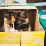 Science Weighs In On Why Cats Love Sitting In Boxes