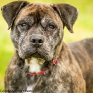 Senior Dog Named Betty White Looking For New Home After Being Returned To Shelter