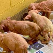 Severely Neglected And Malnourished Puppies Rescued Just In Time