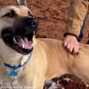 Shelter Dog With A “Perfectly Imperfect Grin” Just Wants To Find Someone To Love