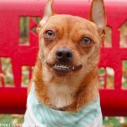 Shelter Dog With Permanent Smile Rings In The New Year With His New Family