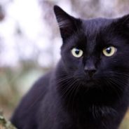 Shy Black Kitten Becomes Foster Fail, Helps Foster Generations of Kittens