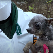 ‘Skin & Bones’ Dog Is Saved From Slaughter And Makes Incredible Transformation