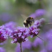 Small Gardens Provide Big Benefits for Bees, Study Finds