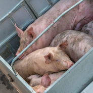 Sows Spend Their Lives In Gestation Crates Before Going To Slaughter, But Do They Have To?