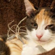 Stray Cat Gradually Brings Seven Kittens to Nearby Home