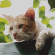 Stray Cat Walks Straight Into House, Jumps on Couch, and Never Leaves