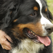 This Bernese Mountain Dog And Hamster Took Their Time Becoming Friends