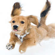 Three Dachshunds Adorably Race Around Snow Track