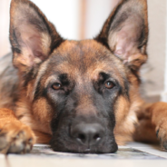 Three Dogs Taste Test Different Human Foods