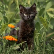 Tiny Kitten Rescued From Swamp, Finds Happy New Home