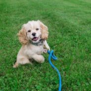 Top 5 Best Puppy Training Products