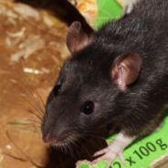 Watch This Cute Pet Rat Get Woken From A Nap By An Almond Treat