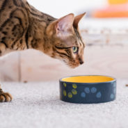 What you need to know about natural prebiotics for cats