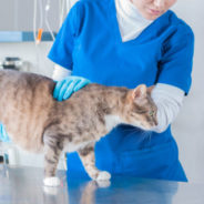 What’s new in cat research?