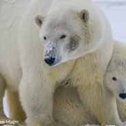 Wildlife Photographer Captures Polar Bears Living In Abandoned Houses On Remote Island