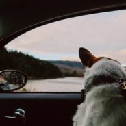 Winter Vacation Coming? Make Sure You’re Ready with National Pet Travel Safety Day Information