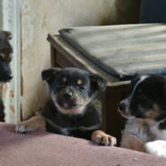 Woman Feeds Hungry Stray Puppies In Ukraine When No One Else Will