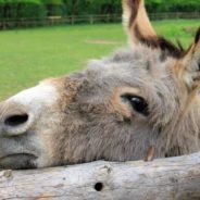 Woman Rescues Discarded Donkey Who Follows Her Around ‘Like a Puppy’