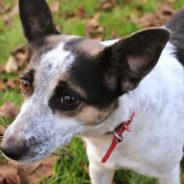 Woman Works for Months to Save Dog Living By the Freeway