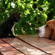 10 Dog Breeds That Get Along Well with Cats