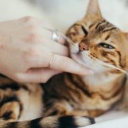 10 Random Acts of Kindness You Can Do For Animals