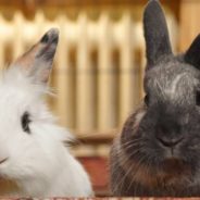 10 Reasons To Adopt A Rabbit