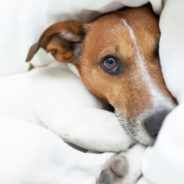 11 ways to manage pain in dogs and cats