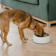 5 things to look for when shopping for a species-appropriate pet food