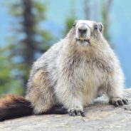 9 Interesting Facts About Groundhogs