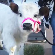 A Miniature Cow Shares Love and Hope with Elderly People with Memory Problems