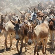 After Being Slaughtered For Chinese Medicine, Brazil’s Donkeys Finally Get “Stay Of Execution”