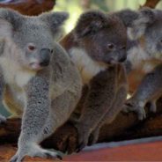 Australia Has Officially Added the Koala to the Endangered Species List