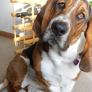 Basset Hounds Get A Spa Day After Being Rescued From A Puppy Mill