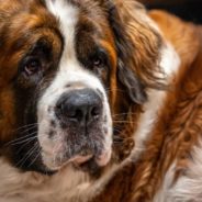 Big Saint Bernard Rescued After Being Abandoned on the Streets, Becomes Office Pet