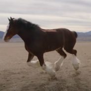 Budweiser’s 2022 Super Bowl Ad Will Tug At Your Heartstrings With Story Of Recovering Clydesdale And Its Faithful Dog Friend