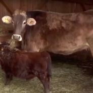 Bull Rescued From Being Sent To Slaughterhouse Due To His Unusually Small Size