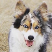 Cardigan Welsh Corgi