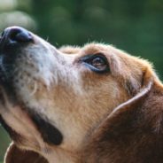 Caring for your senior dog