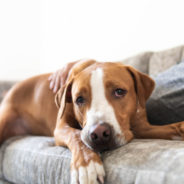 CBD and supplements — a blended approach to arthritis in dogs