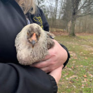 Chicken Fostering Isn’t Just a Good Idea It’s Clucking Great