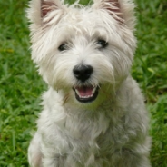 Community In Maine Rallies Together To Rescue Missing Westie