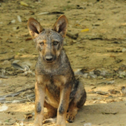 Coyote Or Dog? Woman Picks Up “Mystery Animal” In Need Of Help